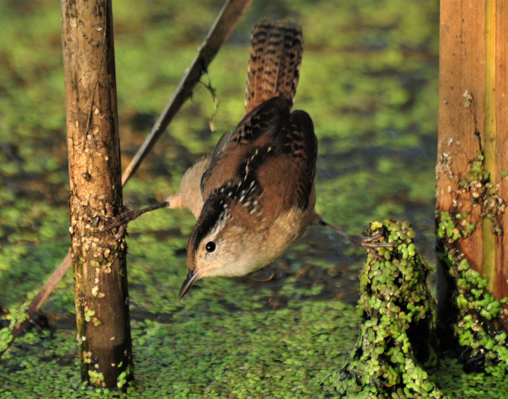 Washburn Outdoors - marsh wren